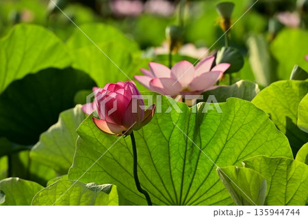 古河市総合公園蓮池の花咲く大賀ハス 古河市総合公園蓮池の花咲く大賀ハス 135944744