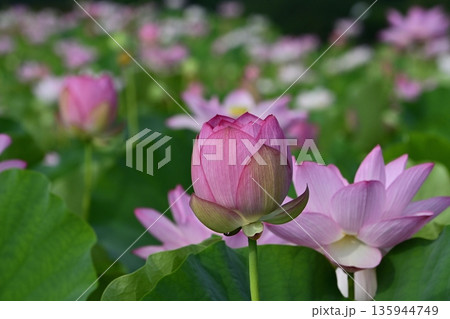 古河市総合公園蓮池の花咲く大賀ハス 135944749