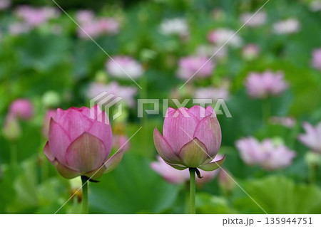古河市総合公園蓮池の花咲く大賀ハス 古河市総合公園蓮池の花咲く大賀ハス 135944751