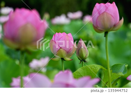 古河市総合公園蓮池の花咲く大賀ハス 135944752