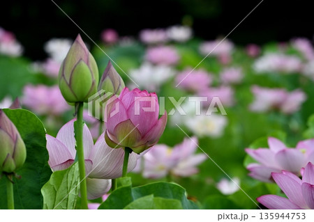 古河市総合公園蓮池の花咲く大賀ハス 古河市総合公園蓮池の花咲く大賀ハス 135944753