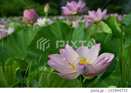 古河市総合公園蓮池の花咲く大賀ハス 古河市総合公園蓮池の花咲く大賀ハス 135944755