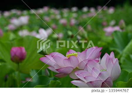 古河市総合公園蓮池の花咲く大賀ハス 135944767