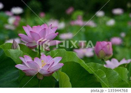 古河市総合公園蓮池の花咲く大賀ハス 135944768