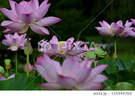 古河市総合公園蓮池の花咲く大賀ハス 135944769