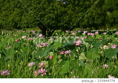 古河市総合公園蓮池の花咲く大賀ハス 古河市総合公園蓮池の花咲く大賀ハス 135944774