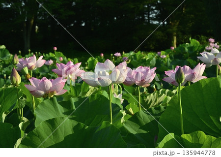 古河市総合公園蓮池の花咲く大賀ハス 古河市総合公園蓮池の花咲く大賀ハス 135944778