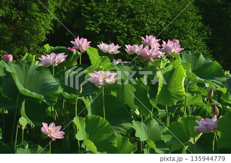 古河市総合公園蓮池の花咲く大賀ハス 135944779