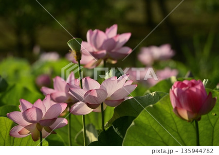 古河市総合公園蓮池の花咲く大賀ハス 古河市総合公園蓮池の花咲く大賀ハス 135944782