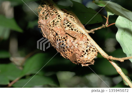 クスサンの繭（空繭） 135945072