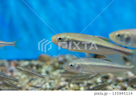 水槽で泳ぐ魚 135945114
