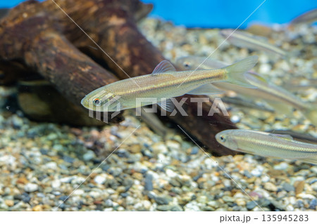 水槽で泳ぐ魚 135945283