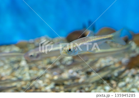 水槽で泳ぐ魚 135945285