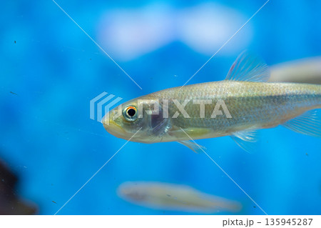水槽で泳ぐ魚 135945287