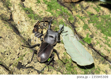 コクワガタ(オス) コクワガタ(オス) 135945309