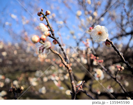 晴れた1月に美しく咲いた白い梅の花「白難波（シロナンバ）」 135945590
