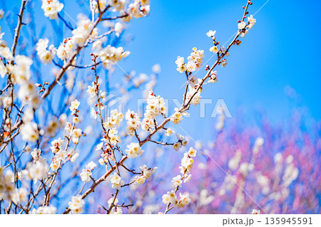 白梅の花　アップ 135945591