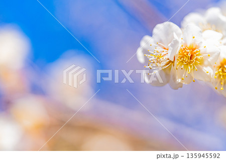 白梅の花　アップ 135945592