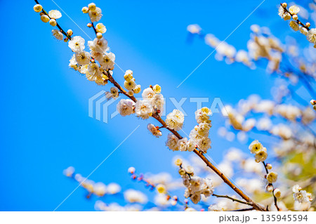 白梅の花　アップ 135945594
