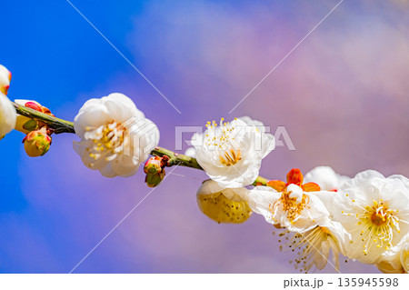 白梅の花 アップ 白梅の花 アップ 135945598