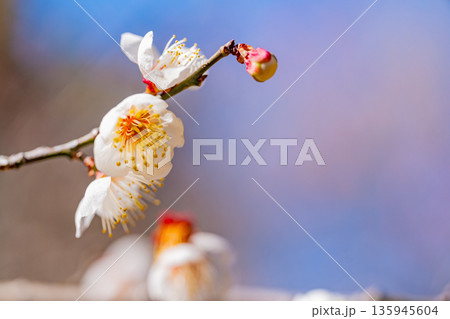 白梅の花 アップ 白梅の花 アップ 135945604