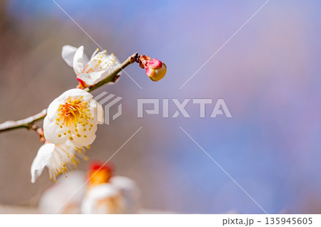 白梅の花　アップ 135945605