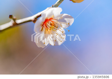 白梅の花　アップ 135945606