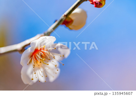 白梅の花　アップ 135945607