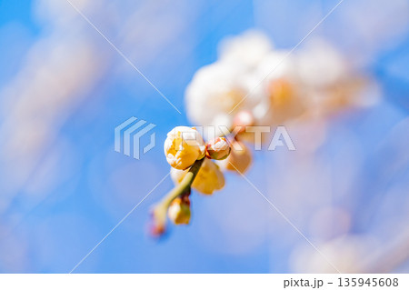 白梅の花　アップ 135945608