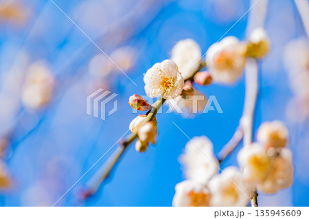 白梅の花　アップ 135945609