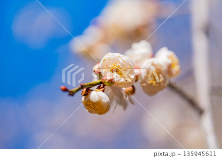 白梅の花　アップ 135945611