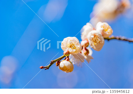 白梅の花 アップ 白梅の花 アップ 135945612