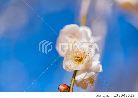 白梅の花 アップ 白梅の花 アップ 135945615