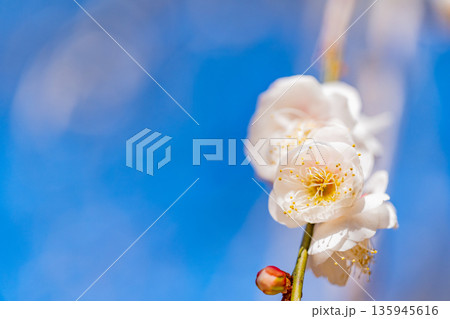 白梅の花　アップ 135945616