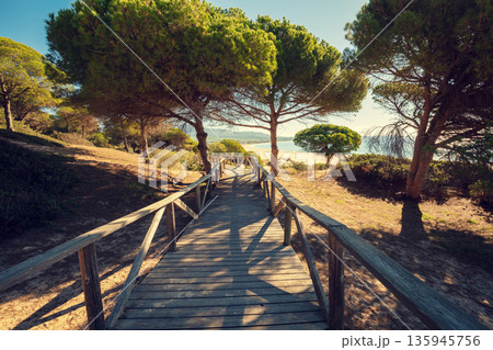 Wooden walkway along the sea and pine trees in a natural park to the sandy Bolonia Dune. Cadiz, Spain Wooden walkway along the sea and pine trees in a natural park to the sandy Bolonia Dune. Cadiz, Spain 135945756