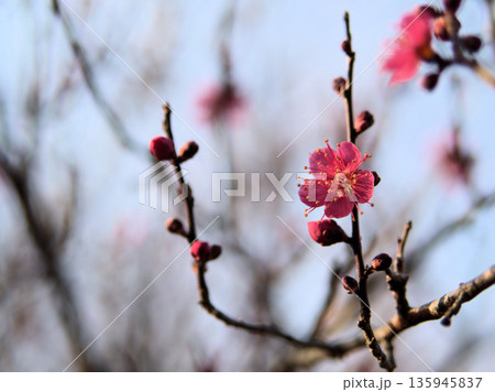 1月に咲いた赤い梅の花「紅緋梅（ベニヒバイ）」 135945837