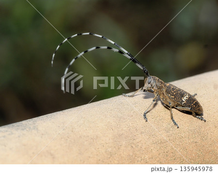 サビカミキリの一種 135945978