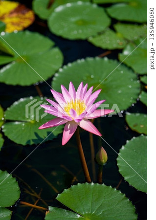 睡蓮 スイレン 水連 135946080