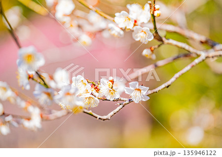 白梅の花 アップ 白梅の花 アップ 135946122