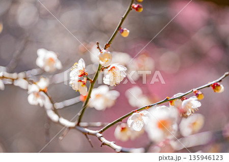白梅の花 アップ 白梅の花 アップ 135946123