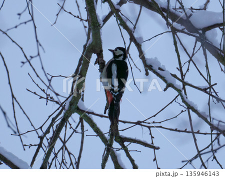 Great spotted woodpecker searching for food on a snow-covered branch in winter. Great spotted woodpecker searching for food on a snow-covered branch in winter. 135946143