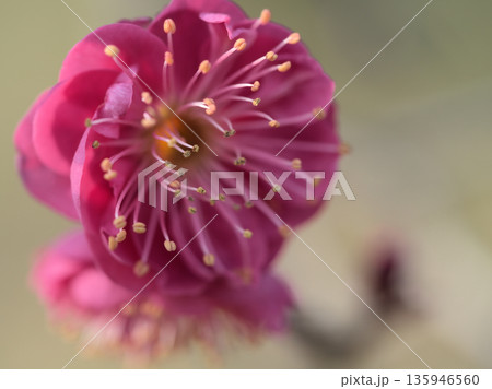 1月に咲き始めた美しい紅梅「鹿児島紅（カゴシマベニ）」 135946560