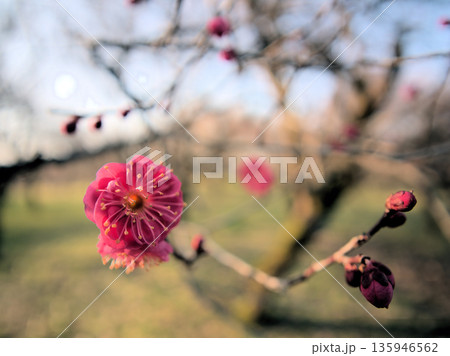 1月に咲き始めた美しい紅梅「鹿児島紅(カゴシマベニ)」 1月に咲き始めた美しい紅梅「鹿児島紅(カゴシマベニ)」 135946562