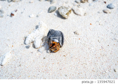 Hermit crab on a white sand beach in Maupiti, French Polynesia 135947021