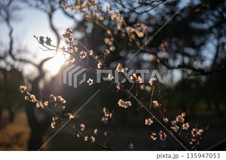 夕陽に照らされる梅の花 135947053