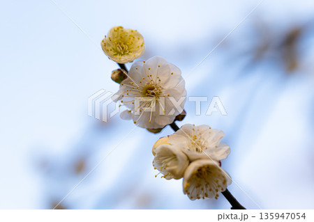 白い梅の花 白い梅の花 135947054