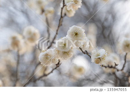 白い梅の花 135947055