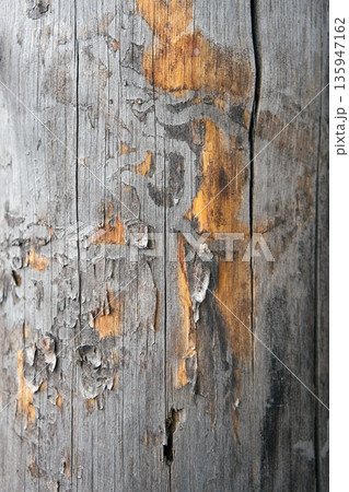 Close up of rustic weathered wood texture with peeling bark and natural cracks. Aged timber surface background for design. 135947162