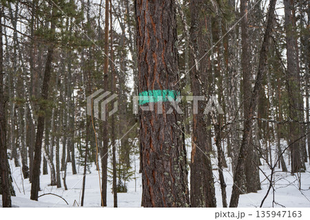 Tree trunk with green mark in snowy forest. Trail blazing and marking path through winter trees. Outdoor adventure concept. Tree trunk with green mark in snowy forest. Trail blazing and marking path through winter trees. Outdoor adventure concept. 135947163