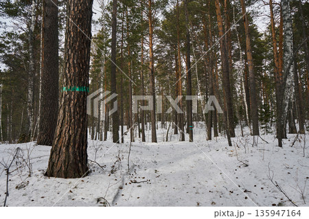 Winter forest with pine trees and snow on the ground. Natural landscape of woodland for nature photography. Quiet winter day in a serene environment. Winter forest with pine trees and snow on the ground. Natural landscape of woodland for nature photography. Quiet winter day in a serene environment. 135947164